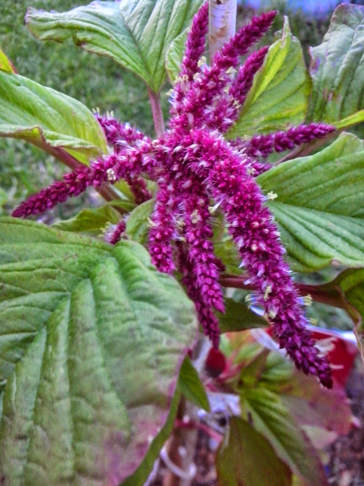 Horoz İbiği (Amaranth) Bitkisi Horoz İbiği (Amaranth) Bitkisi