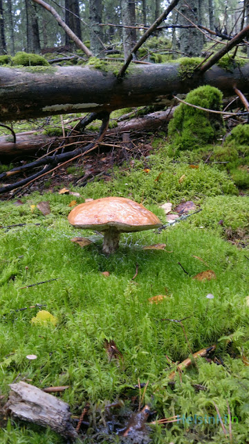 mushroom in the Finnish forest