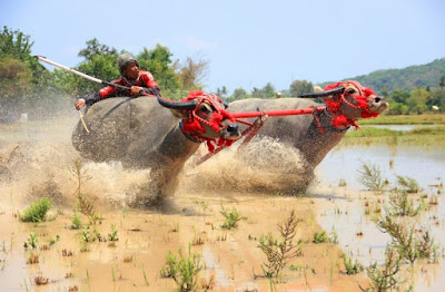 Buffalo Racing Tradition in West Sumbawa