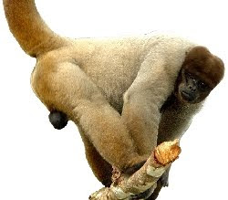 Macaco Barrigudo (Lagothrix lagotricha) Macaco Barrigudo (Lagothrix lagotricha)