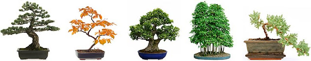 how to make a bonsai
