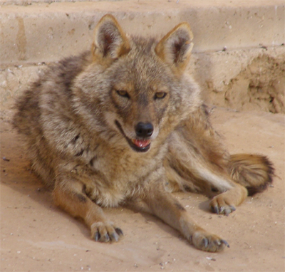 Abe's Animals: Syrian jackal