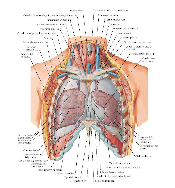  Lungs in Situ: Anterior View Anatomy  Thyroid gland, Omohyoid, sternothyroid, and sternohyoid muscles, Manubrium of sternum, Sternocleidomastoid muscle, External jugular vein, Costal part of parietal pleura (cut away), Clavicle, Pectoralis major muscle, Pectoralis minor muscle, Intercostal muscles, Trachea and inferior thyroid veins, Common carotid artery, Internal jugular vein, Phrenic nerve, Anterior scalene muscle, Thoracic duct, Brachial plexus, Subclavian artery and vein, Internal thoracic artery and vein Axillary artery and vein, Cardiac notch of left lung, Superior lobe, Inferior lobe of left lung, Oblique fissure, Musculophrenic artery, Lingula of superior lobe of left lung, Internal thoracic artery, Mediastinal part of parietal pleura, Pleural reflections Fibrous pericardium, Xiphoid process, 7th costal cartilage, Respiratory diaphragm, Diaphragmatic part of parietal pleura, Horizontal fissure of right lung, Oblique fissure, Superior lobe,, Middle lobe, Inferior lobe of right lung, Costodiaphragmatic recess.