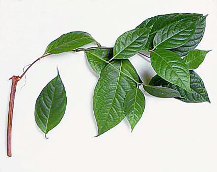 Ayahuasca (Santo Daime), Vinho dos Mortos Ayahuasca (Santo Daime), Vinho dos Mortos