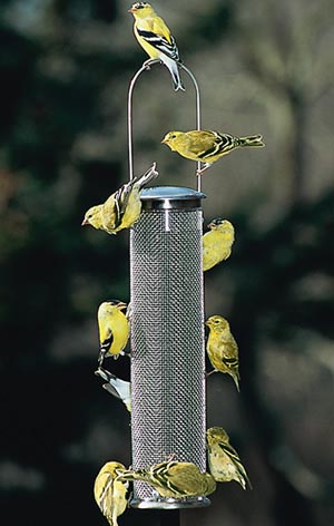 Wild Birds Unlimited There Are No Birdhouses For Yellow Finches
