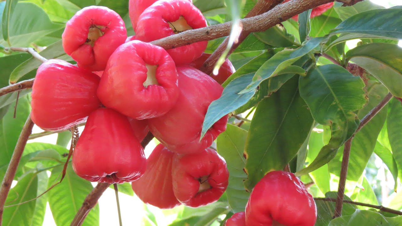 Macopa Fruit