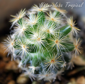 Aspecto globoso del cactus Mammillaria schiedeana
