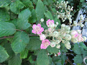 Blackberry (Rubus fruticosus )