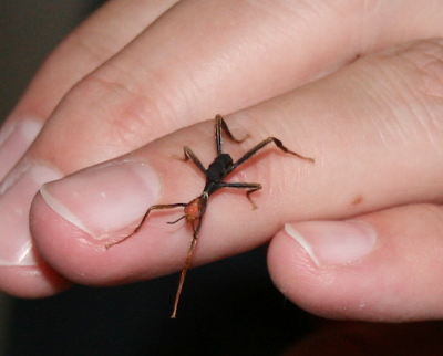 Baby spiny leaf insect
