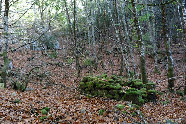 Corripa - Bosque del Silencio Corripa - Bosque del Silencio