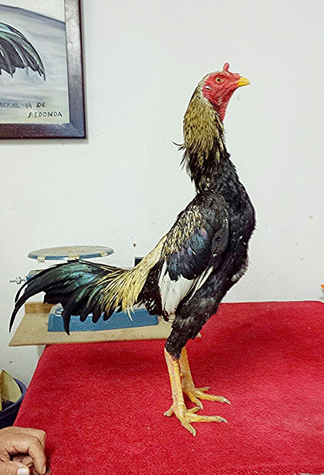 Gallera La Consentida