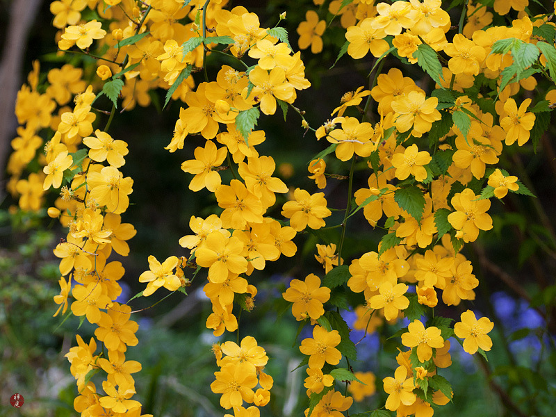 Kerria Japonica Pleniflora Stock Photos Kerria Japonica