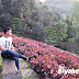 Romantic Haven: Terrazas de Flores Botanical Garden in Busay, Cebu City