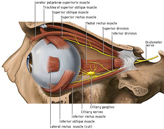 Eyelid Wikipedia