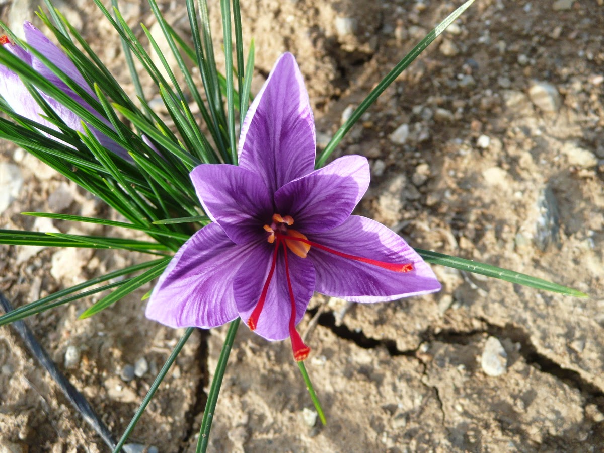 Safranhautesalpes : Safran