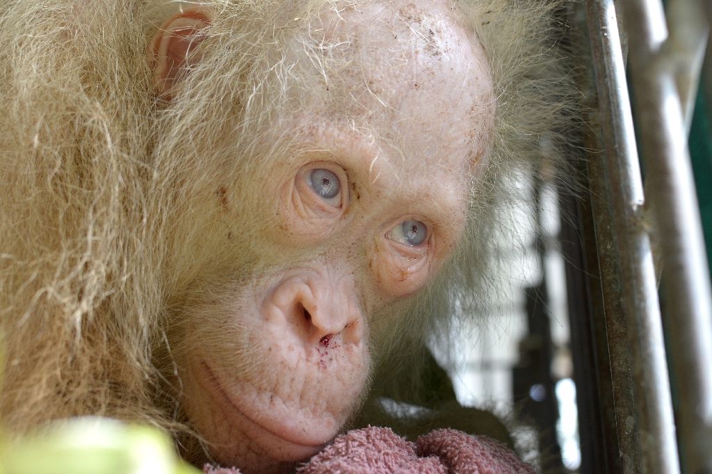 Cempaka Nature, Agriculture and Environment: Rare albino orangutan