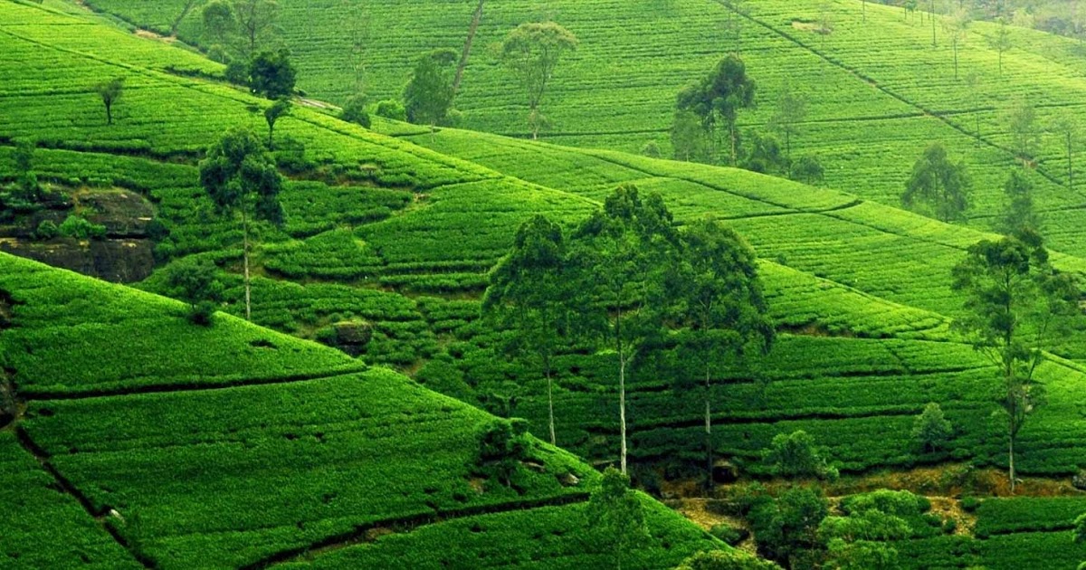 Beautiful Bangladesh The Land of Secret Sylhet The Land of Tea Garden Beautiful Bangladesh The Land of Secret Sylhet The Land of Tea Garden