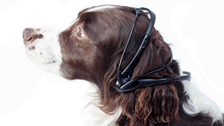 dog to humane translator - पिछले सालों में विज्ञान के क्षेत्र में हुए महत्वपूर्ण आविष्कार