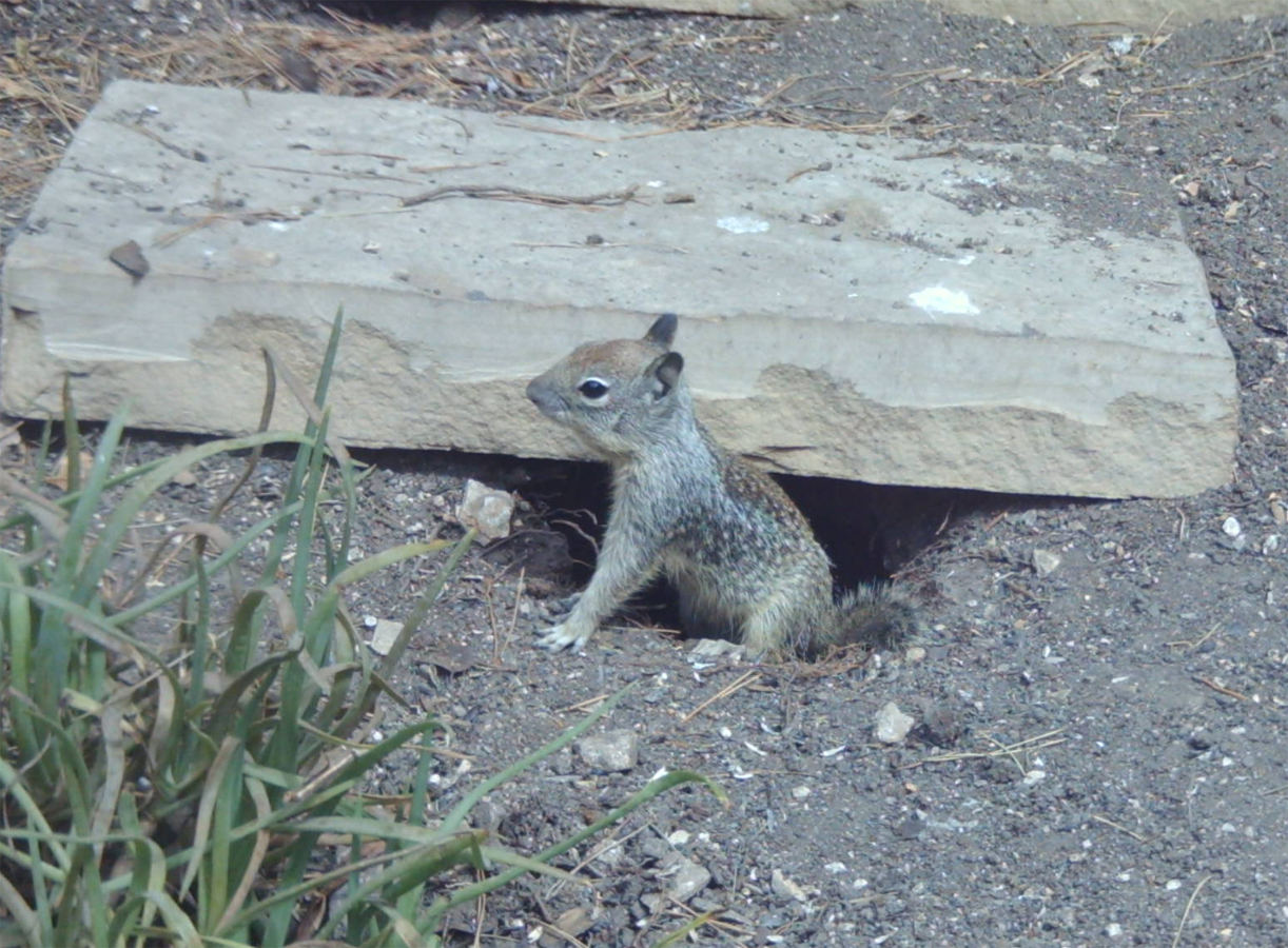 BirdCam on Cheltenham Who's Digging the Hole?