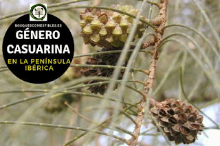 El género Casuarina árboles que se confunden con las coníferas por presentar una infrutescencia parecida a una piña