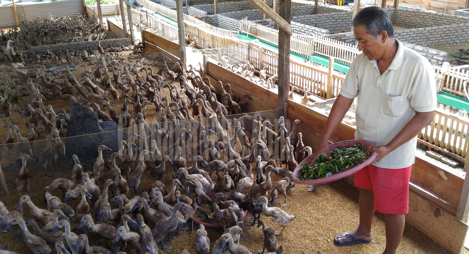 600 Gambar Bebek Banyak HD 600 Gambar Bebek Banyak HD