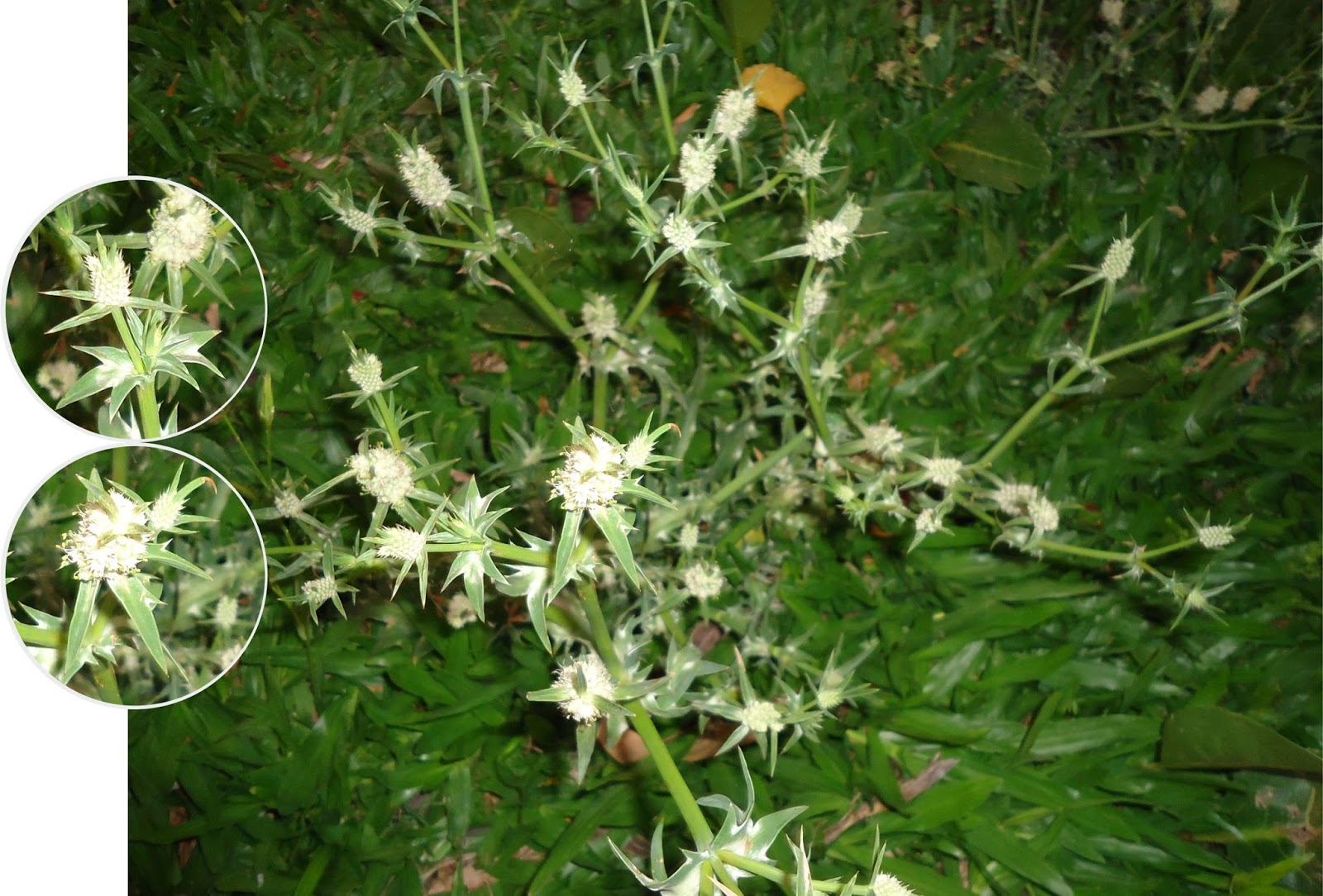 v e r d e c h a c o mayo 2016