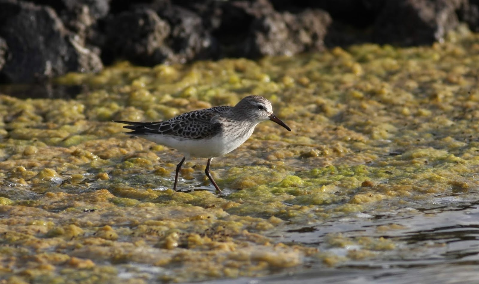 white rumped sandpiper white rumped sandpiper