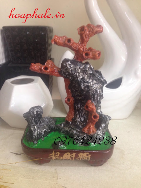 Cây kim tiền ở Phú Xuyên Cay kim tien o Phu Xuyen