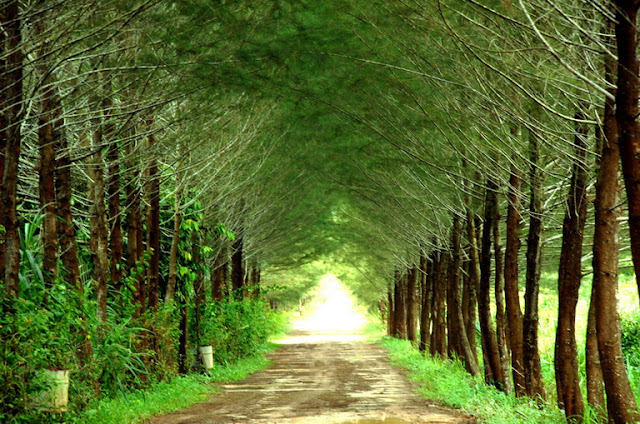 Menikmati Susu Sapi Murni di Bangka Botanical Garden (BBG) - Aku Liburan