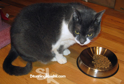 Does Your Cat Have Whisker Fatigue? #sponsored