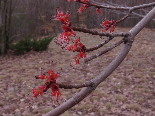 maple flowers