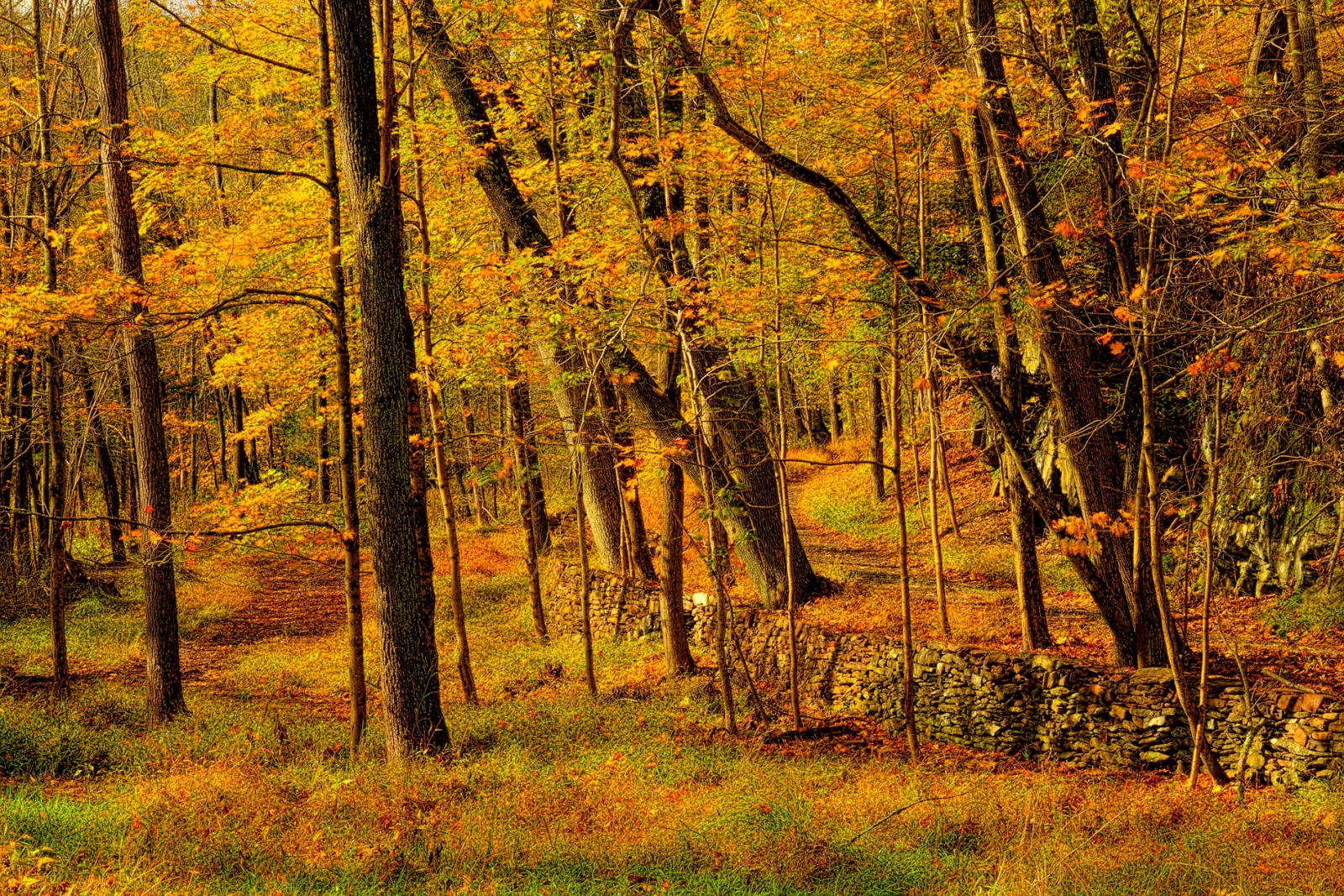 autumn woods autumn woods