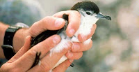 Ditemukan Jenis Species Burung Baru Di Hawai