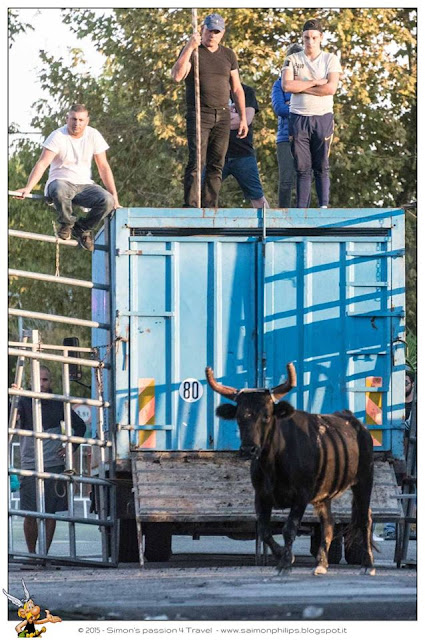 Corsa camarghese toro liberato