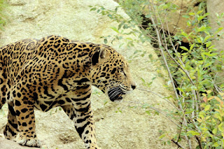 تعرف على أخطر حيوانات  الأمازون Jaguar