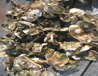 Oyster restoration spat on shell