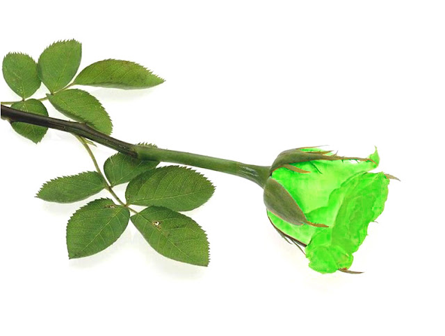Hình ảnh hoa hồng xanh tuyệt đẹp Hình ảnh hoa hồng xanh tuyệt đẹp