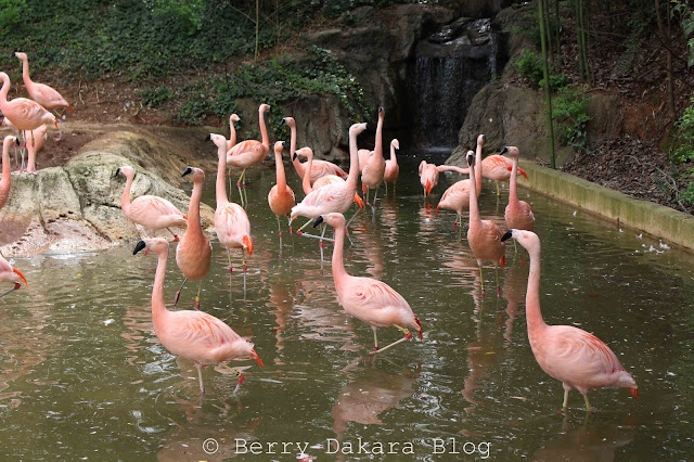 berry dakara, atlanta, zoo, zoo atlanta, travel atlanta, discover georgia, atlanta tourist, flamingos