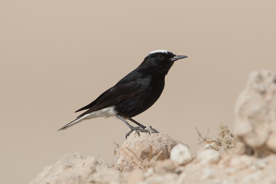 Plenty of White-crowned Wheatear – Jebal Hamrah White crowned Wheatear1