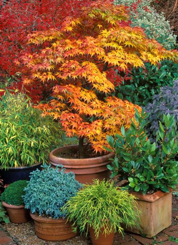 Growing Japanese Maples In Containers COZY LITTLE HOUSE