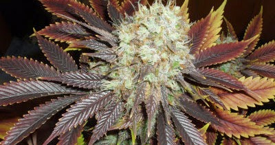 is cbd oil legal in ga