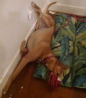 Roaching with wall dog lying with back legs in the air against a wall