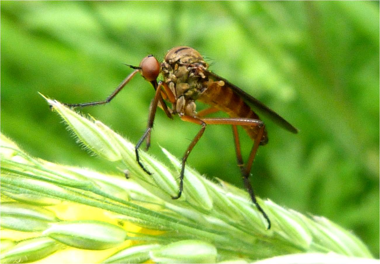 Insects of Scotland: Dance/Dagger Flies