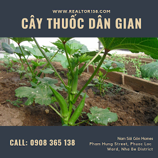cây đậu bắp chữa đau khớp
