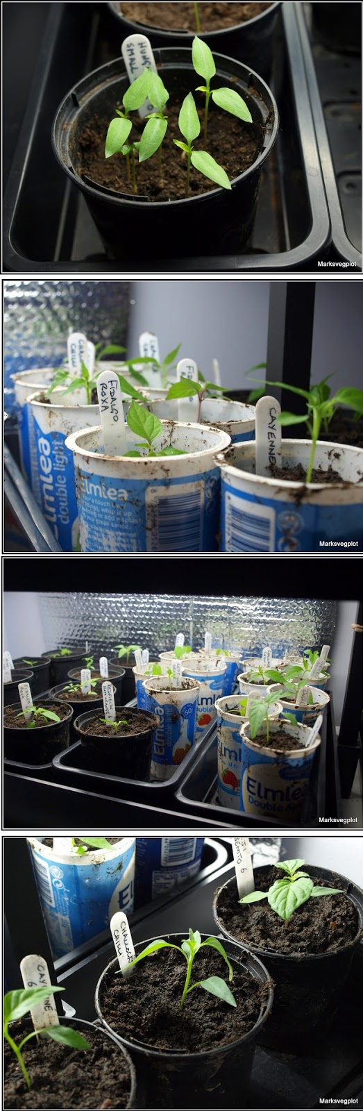 Pottingup Chilli seedlings garden favorite