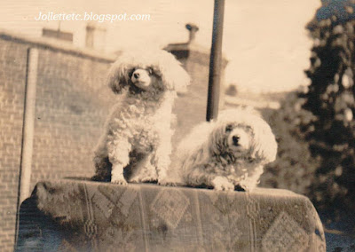 Poodles of New York City 1917 https://jollettetc.blogspot.com