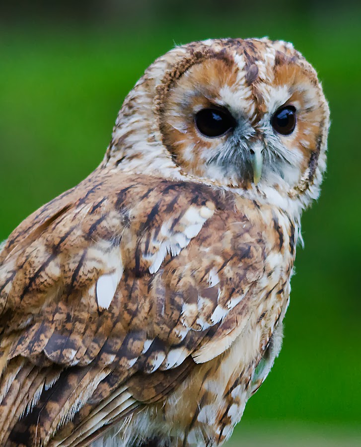 jim-s-birding-blog-british-owls