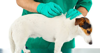 Control de pulgas de cachorro: pasos simples para controlar las pulgas en su hogar