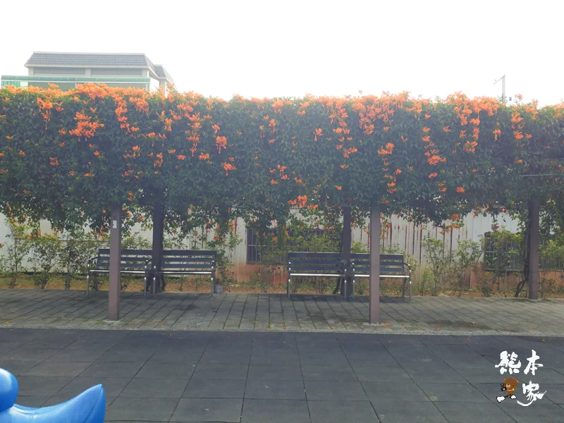 鶯歌永吉公園IG網美景點|炮仗花、櫻花齊登場還有3D立體彩繪步道