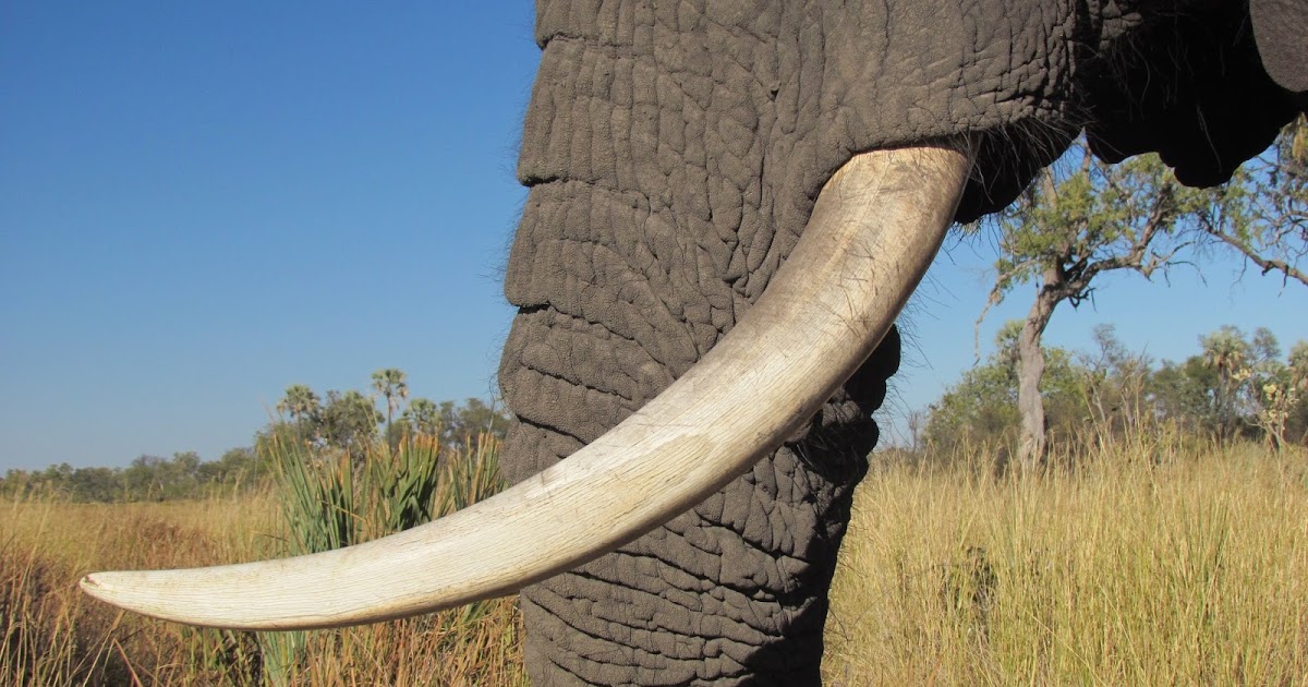 Physical anthropology blog Homologous and Analogous Structures